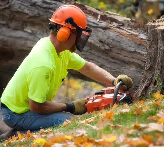 tree services Budd Lake